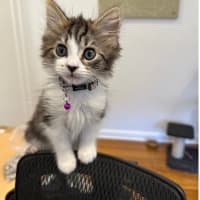 Photo of Fifi