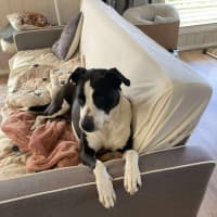 Photo of Annie