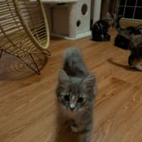 Photo of Remy