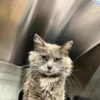 Photo of Meow Ly Cyrus