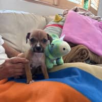 Photo of Buddy