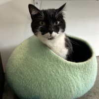 Photo of Gatsby 