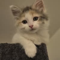 Photo of Bella (Was Cali Girl)