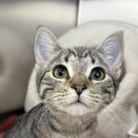 Photo of Daisy