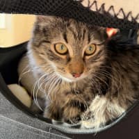 Photo of Pepper Paws