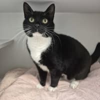 Photo of Vader