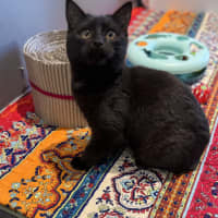 Photo of Shadow
