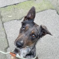 Photo of Lacey