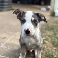 Photo of Whiskey