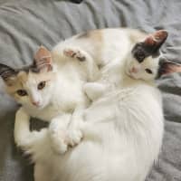 Photo of Maple & Misty 