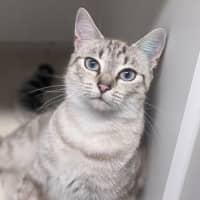 Photo of Cinnamon 
