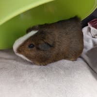 Photo of Beret