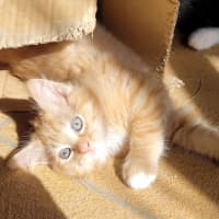 Photo of Cheeto (K54)