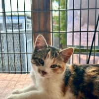 Photo of Paprika 