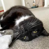 Photo of Blossom Sta014178 & Bumble Stk014177