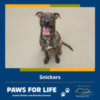 Photo of Snickers