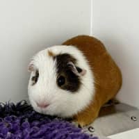 Photo of Craig (Bonded To Mack)