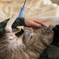 Photo of Thunda