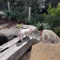 Photo of Dolly