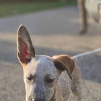 Photo of Ochre