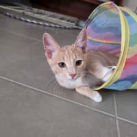 Photo of Henumi 💙