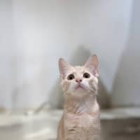 Photo of Biscotti