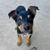 Photo of Teddy