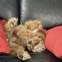 Photo of Sprocket