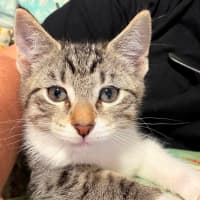 Photo of Cheddar