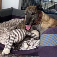 Photo of Brinny The Greyhound