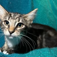 Photo of Marble & Pebbles 