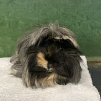 Photo of Donna Noble (Bonded To Ella)