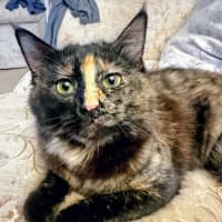 Photo of Stella