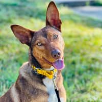 Photo of Cookie