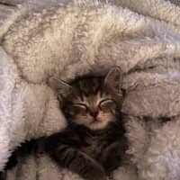 Photo of Mia