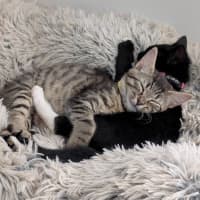 Photo of Millie & Zoe