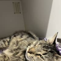 Photo of Frilly