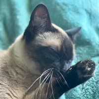 Photo of Cleo   In Foster Care In Riddells Creek