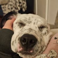 Photo of Sylvia    4 Month Old Cattle Dog