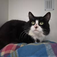Photo of Kingston