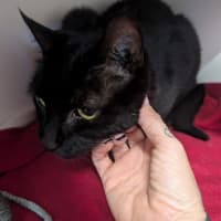 Photo of Sooty