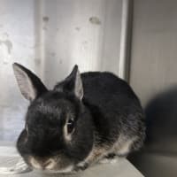 Photo of Mochi