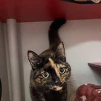Photo of Gypsy
