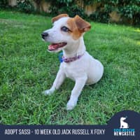 Photo of Sassi   10 Week Old Jack Russell X Fox Terrier