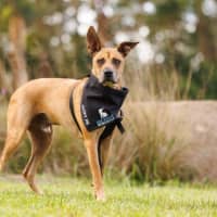 Photo of Casey   1 Year Old Kelpie X