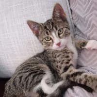 Photo of Storm Meet Me@Petstock Dandenong Store