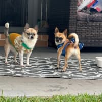 Photo of Ardie   1.5 Year Old Chihuahua