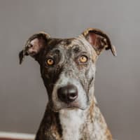 Photo of Maisy *$350 Adoption Fee*