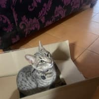 Photo of Zoodle Now Ripley