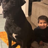 Photo of Scooby *$150 Adoption Fee*